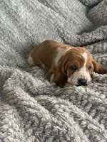 Wilma, a female Basset Hound for sale in Cisco, TX – 2 of 4
