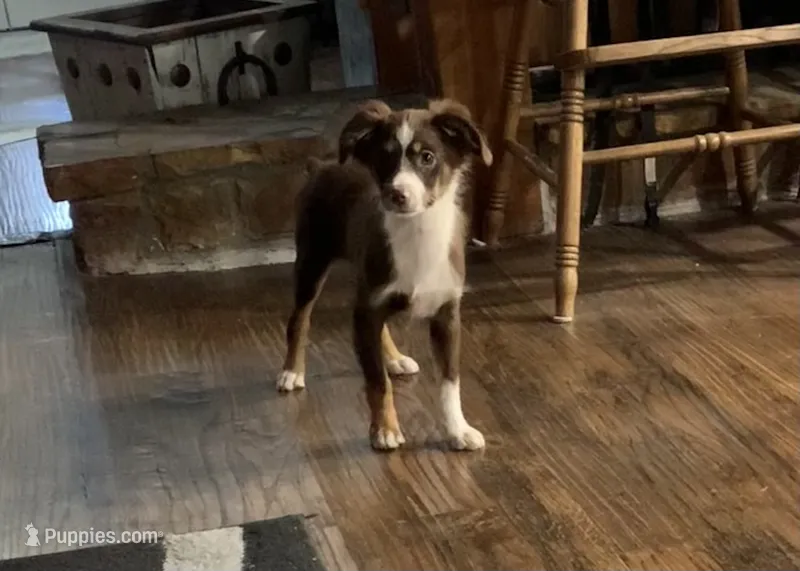 Texas – Toy Australian Shepherd puppy for sale in Cisco, TX