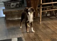 Texas, a male Toy Australian Shepherd for sale in Cisco, TX – 3 of 10