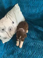 Alabama, a female Toy Australian Shepherd for sale in Cisco, TX – 2 of 3