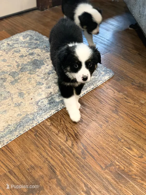 Grace – Toy Australian Shepherd puppy for sale in Cisco, TX