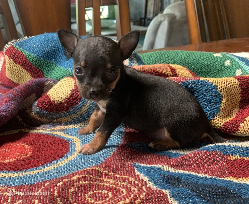 Banjo – Chihuahua puppy for sale in Cisco, TX