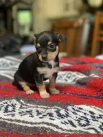 Zoey, a female Chihuahua for sale in Cisco, TX – 2 of 3