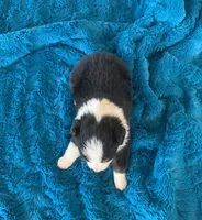 Luca, a male Toy Australian Shepherd for sale in Cisco, TX – Photo 3 of 6