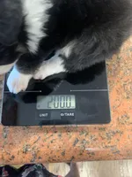 Luca, a male Toy Australian Shepherd for sale in Cisco, TX – Photo 6 of 6