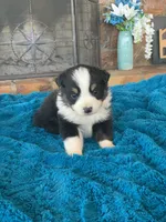 Luca, a male Toy Australian Shepherd for sale in Cisco, TX – Photo 1 of 6