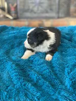 Luca, a male Toy Australian Shepherd for sale in Cisco, TX – Photo 4 of 6