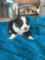 Luca, a male Toy Australian Shepherd for sale in Cisco, TX – Photo 2 of 6
