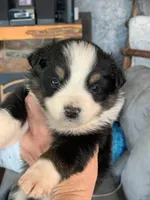 Luca, a male Toy Australian Shepherd for sale in Cisco, TX – Photo 5 of 6