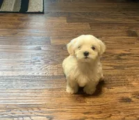 Cookie, a male Shihpoo for sale in Cisco, TX – 6 of 10