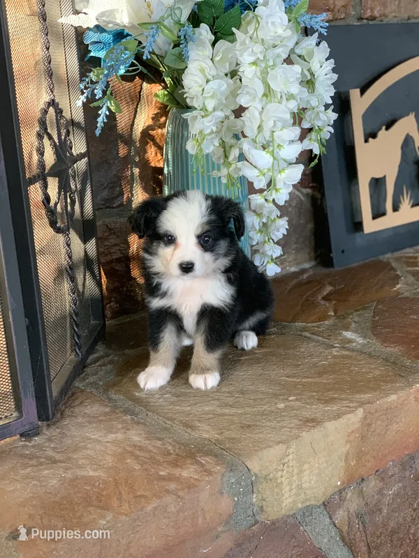 Ivy – Toy Australian Shepherd puppy for sale in Cisco, TX