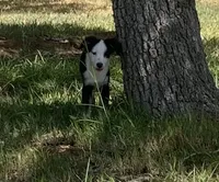 Utah, a male Toy Australian Shepherd for sale in Cisco, TX – 2 of 10