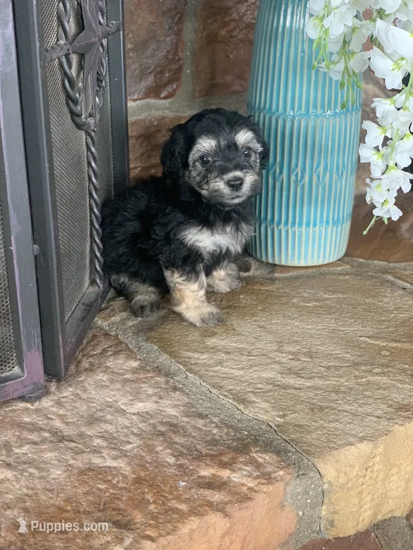 Boba – Shihpoo puppy for sale in Cisco, TX