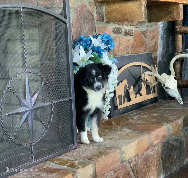 Carolina – Toy Australian Shepherd puppy for sale in Cisco, TX