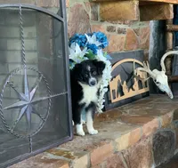 Carolina, a female Toy Australian Shepherd for sale in Cisco, TX – 5 of 10