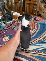 Sofia, a female Chihuahua for sale in Cisco, TX – 3 of 5