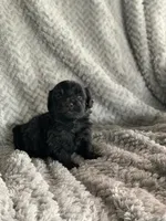Teddy, a male Shihpoo for sale in Cisco, TX – 2 of 4
