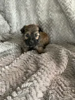 Coco, a male Shihpoo for sale in Cisco, TX – 4 of 4