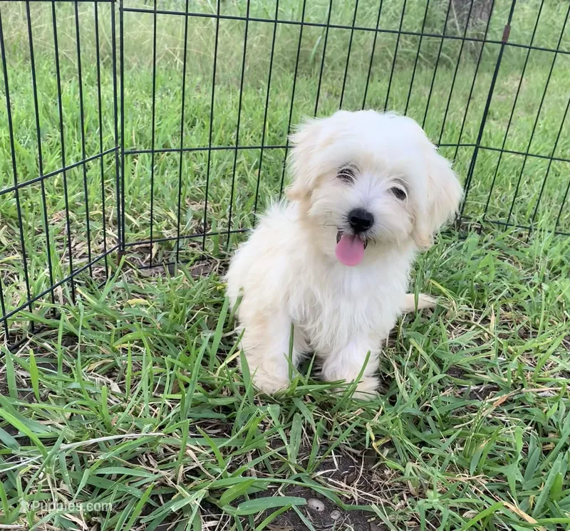 Cookie – Shihpoo puppy for sale in Cisco, TX