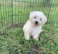 Cookie, a male Shihpoo for sale in Cisco, TX – 3 of 10