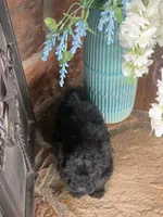 Beanie, a male Shihpoo for sale in Cisco, TX – 8 of 10