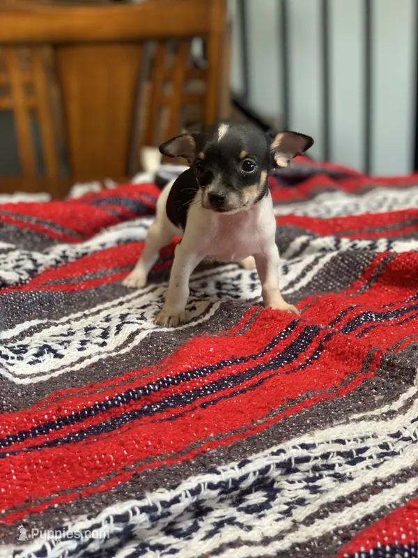 Milo – Chihuahua puppy for sale in Cisco, TX