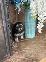 Boba, a male Shihpoo for sale in Cisco, TX – 2 of 7