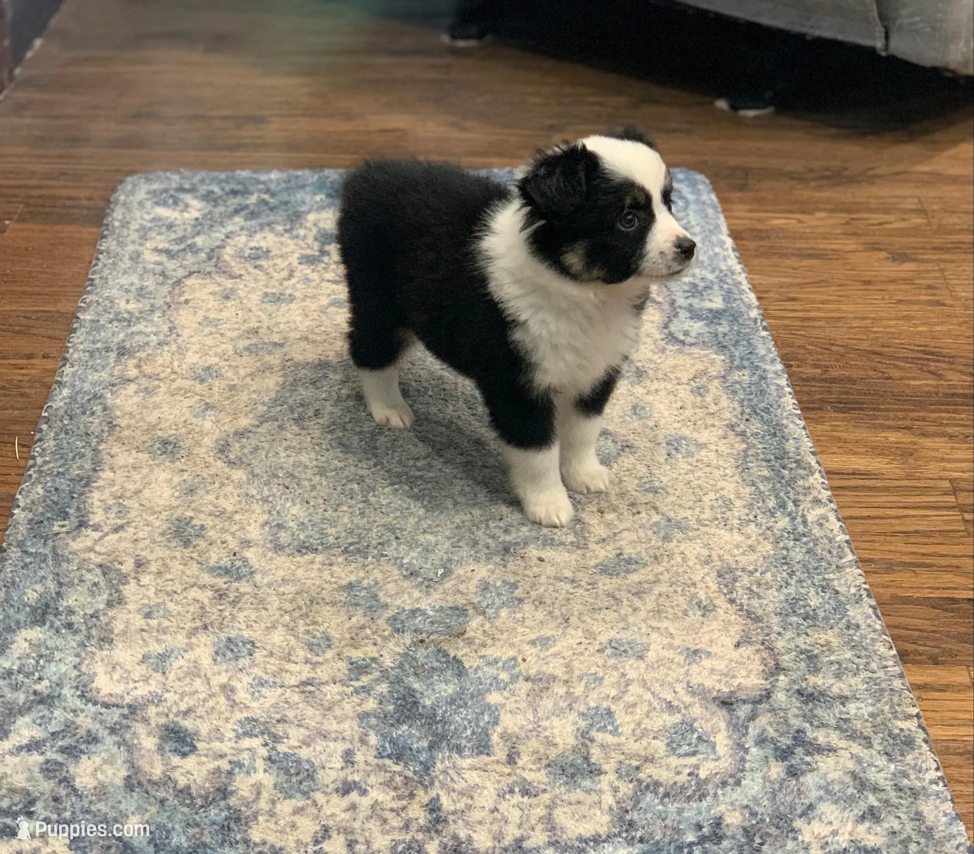 Daisy, a female Toy Australian Shepherd for sale in Cisco, TX – 3 of 7