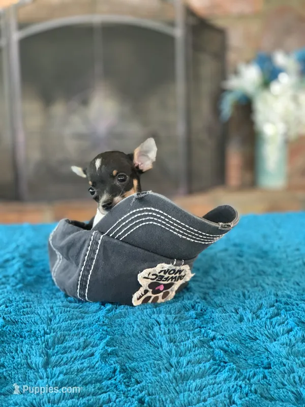 Milo – Chihuahua puppy for sale in Cisco, TX