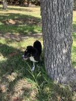 Carolina, a female Toy Australian Shepherd for sale in Cisco, TX – 3 of 10