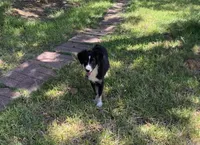 Carolina, a female Toy Australian Shepherd for sale in Cisco, TX – 2 of 10