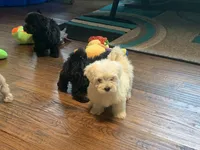 Nugget, a male Shihpoo for sale in Cisco, TX – 5 of 9