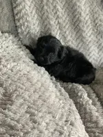Teddy, a male Shihpoo for sale in Cisco, TX – 3 of 4
