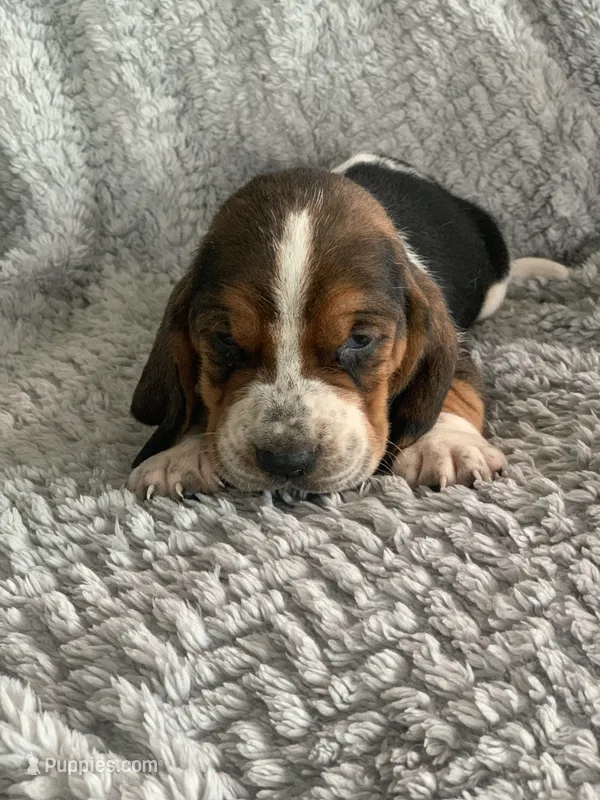 Otis – Basset Hound puppy for sale in Cisco, TX