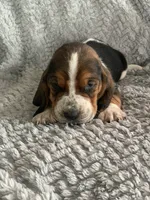 Otis, a male Basset Hound for sale in Cisco, TX – 1 of 4