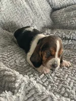 Otis, a male Basset Hound for sale in Cisco, TX – 2 of 4