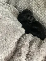 Beanie, a male Shihpoo for sale in Cisco, TX – 2 of 4