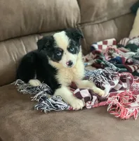 Georgia, a female Toy Australian Shepherd for sale in Cisco, TX – 2 of 8