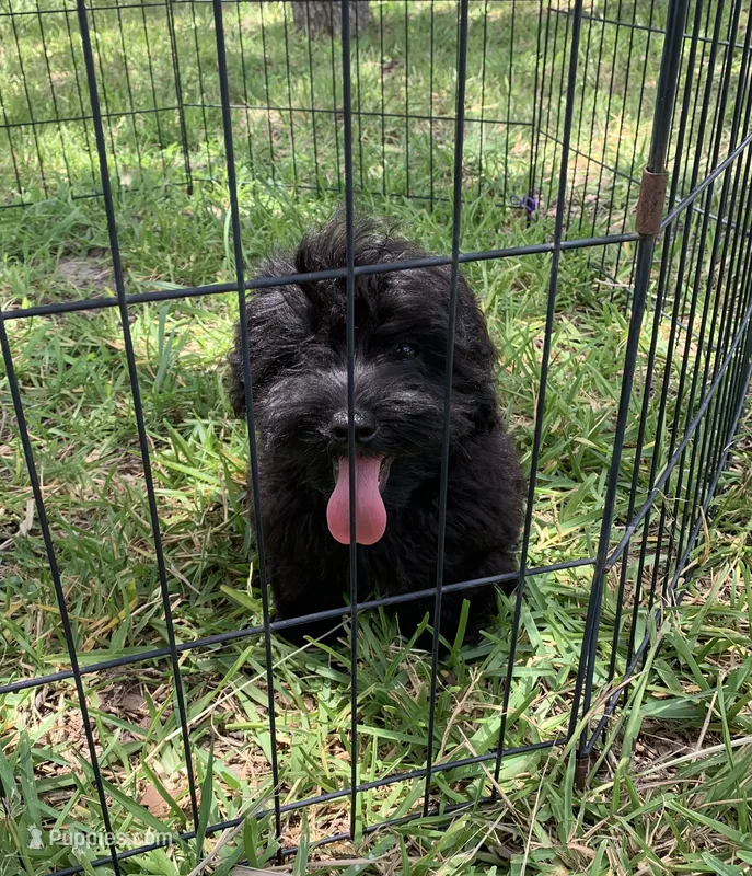 Beanie – Shihpoo puppy for sale in Cisco, TX
