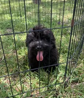 Beanie, a male Shihpoo for sale in Cisco, TX – 3 of 10
