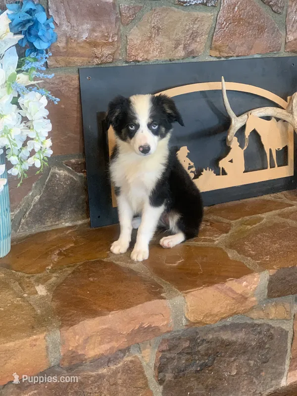 Georgia – Toy Australian Shepherd puppy for sale in Cisco, TX