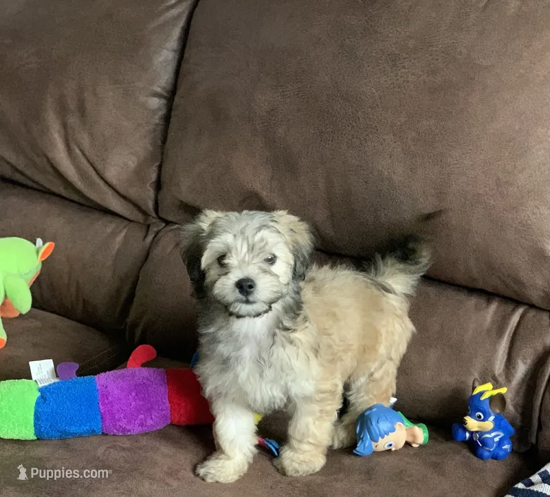 Muffin  – Shihpoo puppy for sale in Cisco, TX