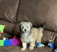Muffin , a female Shihpoo for sale in Cisco, TX – 1 of 10