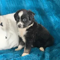Carolina, a female Toy Australian Shepherd for sale in Cisco, TX – 2 of 3