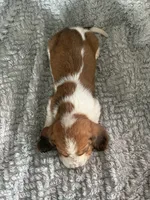 Lucy, a female Basset Hound for sale in Cisco, TX – 4 of 4