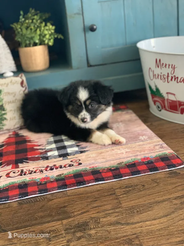 Hope – Toy Australian Shepherd puppy on hold in Cisco, TX