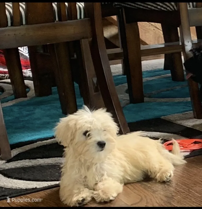 Nugget – Shihpoo puppy for sale in Cisco, TX