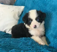 Georgia, a female Toy Australian Shepherd for sale in Cisco, TX – 3 of 4