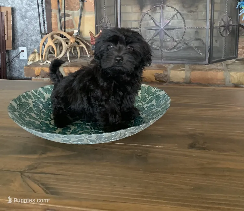 Teddy – Shihpoo puppy for sale in Cisco, TX