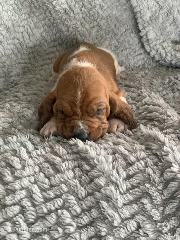 Betty – Basset Hound puppy for sale in Cisco, TX